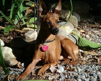 Miniature Pinscher Wallpaper