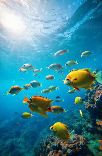 Live Moving Fish Wallpaper