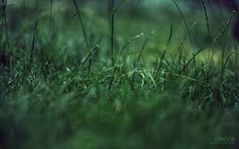 Macro Grass Green Garbage Concentration HD Wallpaper Desktop