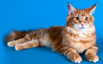 Wallpaper Maine Coon Cat