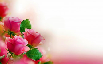 Elegant Pastel Pink Roses Wallpaper