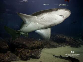 Broadnose Sevengill Shark