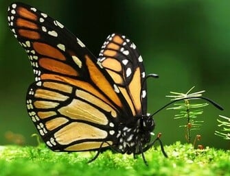 Monarch Butterfly Wallpaper HD