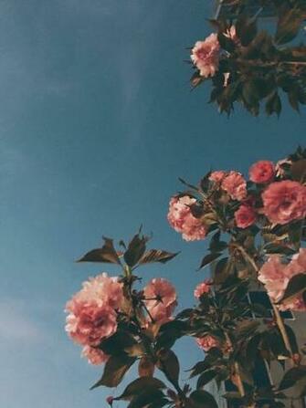 Flower F L O R A Flowers Aesthetic Wallpaper