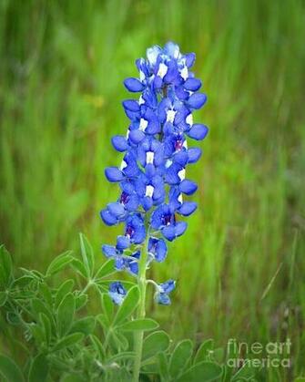 Bluebonnet Texas Wildflowers Search Results Newdesktopwallpaper
