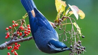 Bluebird HD Wallpaper