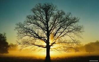 Wallpaper Nature Sunshine And Trees