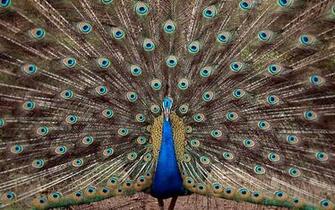 Beautiful Peafowl Awesome HD Wallpaper High Resolution