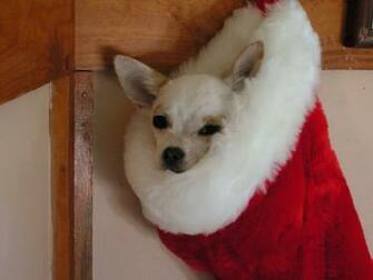 She Melts My Heart E Chihuahuas De Navidad
