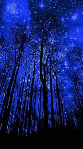 Starry Night Forest Wallpaper Telefon Duvar Ka Tlar Resim Do A