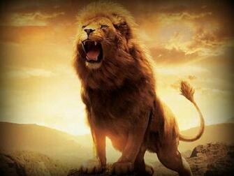Lion HD Wallpaper Pictures
