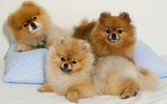 Beautiful Brown Pomeranian Dogs Widescreen High Resolution