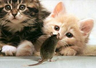 Funny Cute Cats Wallpaper Chinese Actresses Actors