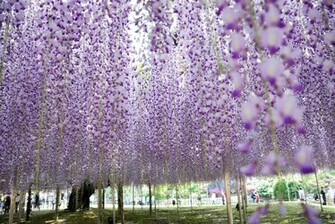 Wisteria Wallpaper