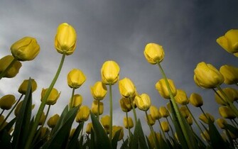 Sallow Spring Flowers In A Rainy Day HD Wallpaper The