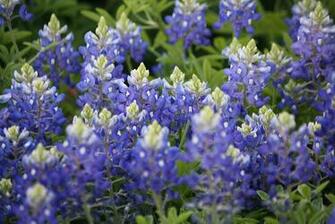 Bluebonnets Background Remember Make A