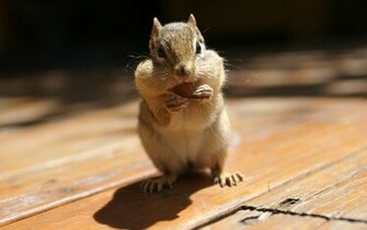 Chipmunk Wallpaper X