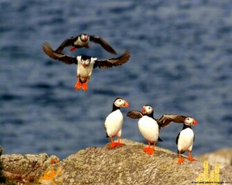 Atlantic Puffin Bird Desktop Wallpaper