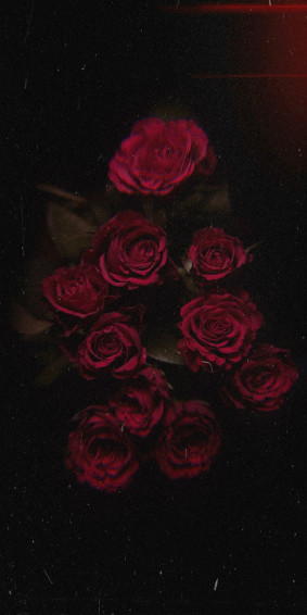 Red Rose Wallpaper