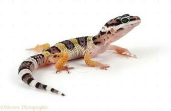 Leopard Gecko Wallpaper HD