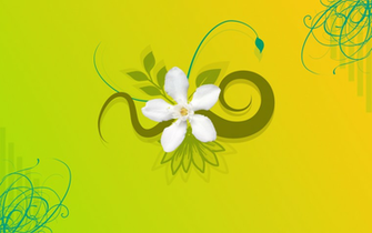 Jasmine Flower Wallpaper