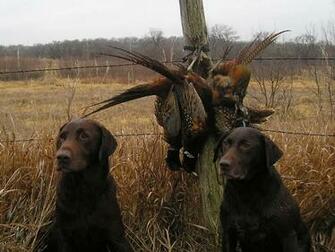 File Hunting Dogs With Catch Jpg