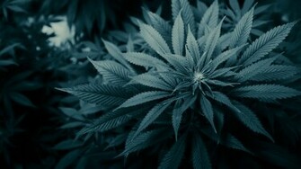 Fonds D Cran Cannabis Tous Les Wallpaper