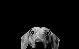 Weimaraner Wallpaper Desktop