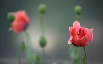 Flowers Poppy Wallpaper Depth Of Field