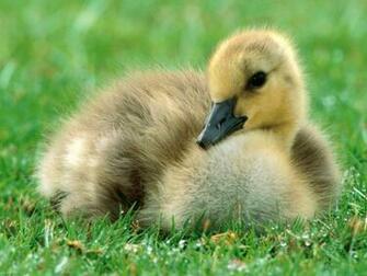 Baby Duck Pixels Wallpaper Tagged Birds