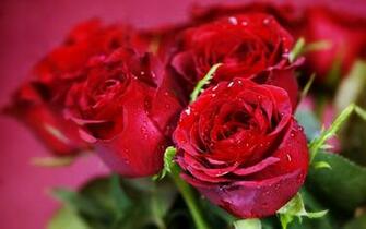 Valentine S Day Flowers Wallpaper HD