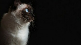 Grumpy Cat Pictures HD Wallpaper