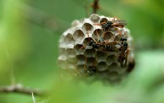 Insects Honeycomb Wallpaper Stock Photos