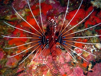 Lionfish Wallpaper X Jpg