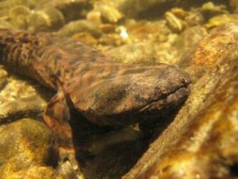 In Indiana This Slimy Salamander Is Winning Hearts And
