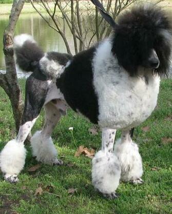 Black And White Poodle Photo Wallpaper Beautiful