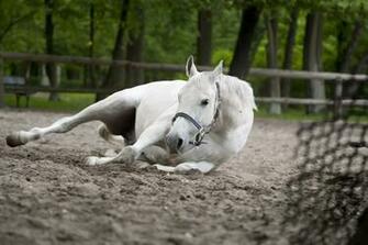 Equine Stock Photos Image Pictures HD Wallpaper