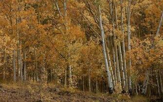 Birch Forest Wallpaper