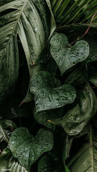 Wet Monstera Plant Leaves Mobile Wallpaper