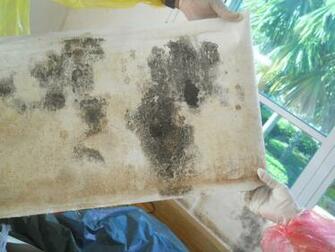 Mold Inspectors Certified Contractors Testing
