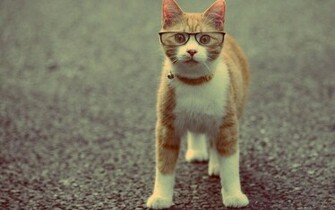 Funny Cat Wallpaper Desktop Background