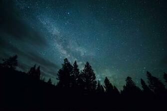 Night Forest Sky Star Milky Way HD Wallpaper