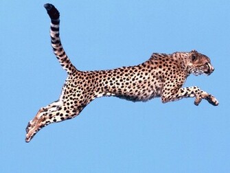 Black And White Wallpaper Air Time Cheetah