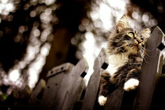 Maine Coon Cat Wallpaper Funny Cats