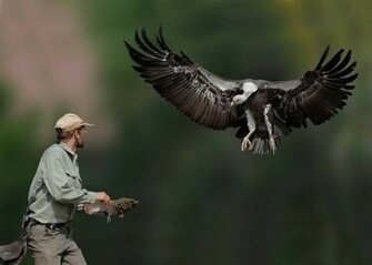 Vulture Wallpaper