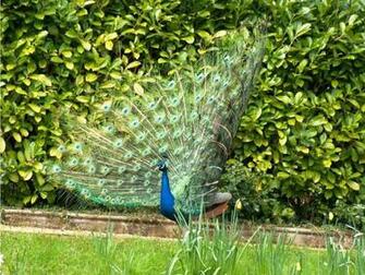 Beautiful Wallpaper For Desktop Peacock HD