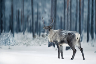 Reindeer At Lapland Finland Wallpaper