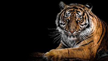 4k Siberian Tiger Wallpaper Background Image