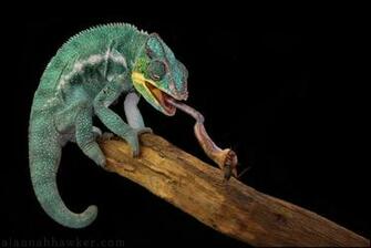 Panther Chameleon By Alannah Hawker