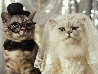 Very Funny Cat Photos Desktop Wallpaper
